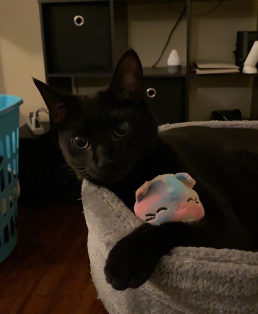 christinrose97's tweet photo. I gave daniels kitties their own squishmallow and 🥺🥺 https://t.co/N4wR8G9hie