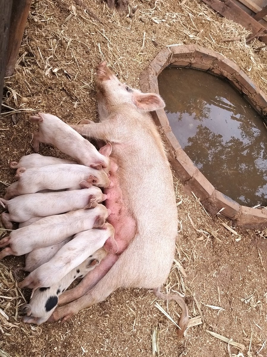 May_thelordt's tweet photo. The Family farm is more than a business. The family farm is a lifestyle, it is an ideal worth preserving . #workingonaweekend #agriculture #youngandfarming https://t.co/LOtyLngu10