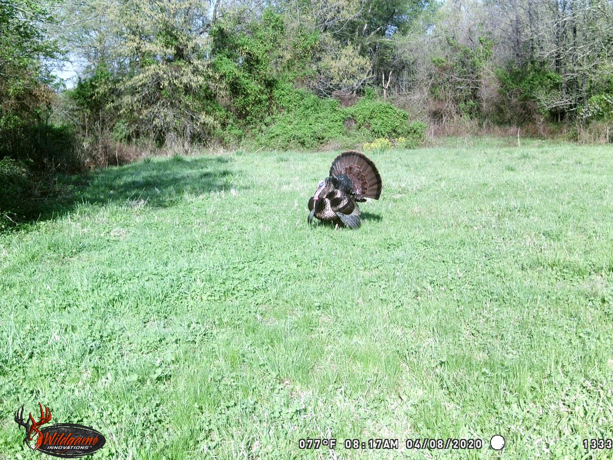Full Strut in the food plot! #TurkeySeason

#WildgameInnovations #WildgameTrailCam
