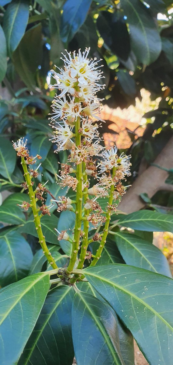 ibrahim emiroğlu (@ibrahimlaz53) on Twitter photo 