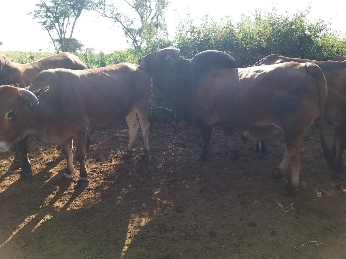May_thelordt's tweet photo. The Family farm is more than a business. The family farm is a lifestyle, it is an ideal worth preserving . #workingonaweekend #agriculture #youngandfarming https://t.co/LOtyLngu10