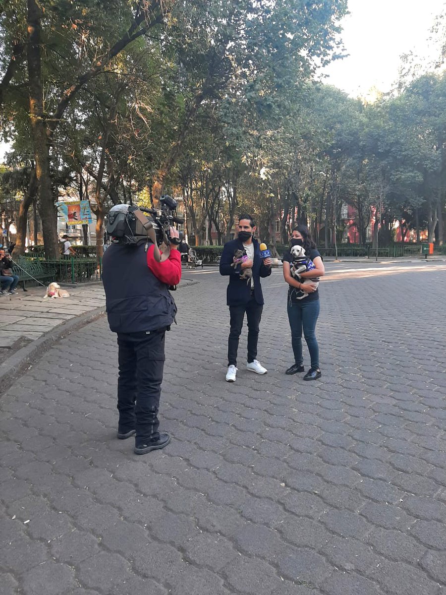 oportunican's tweet photo. GRACIAS❣️ Estamos muy agradecidos por la oportunidad que  nos brindaron y así poder difundir este hermoso proyecto. Seguimos generando oportunidades para todos nuestros lindos rescatados. Muchas gracias❣️ @saidochoa @Carlos1Hurtado @raquelmendeza #alaireconpaola @NTelevisa_com https://t.co/aqAvbmFr3W