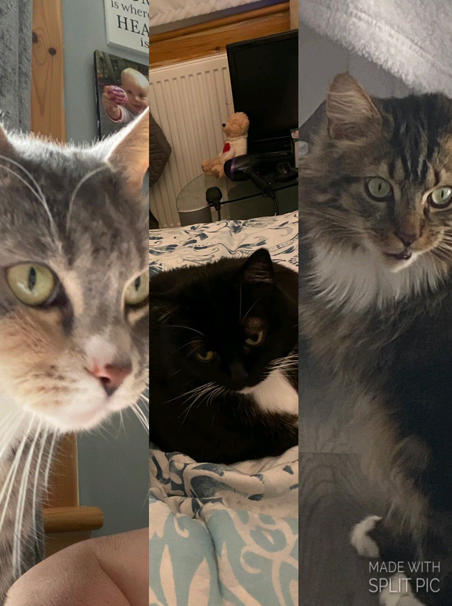 RIPwalphiepopfe's tweet photo. #splitpic #easytigerapps. Today be siblins day! So heer be me an my sisfurs! Fleeby, ploppy an me walphie! https://t.co/Eov9KdVwm2