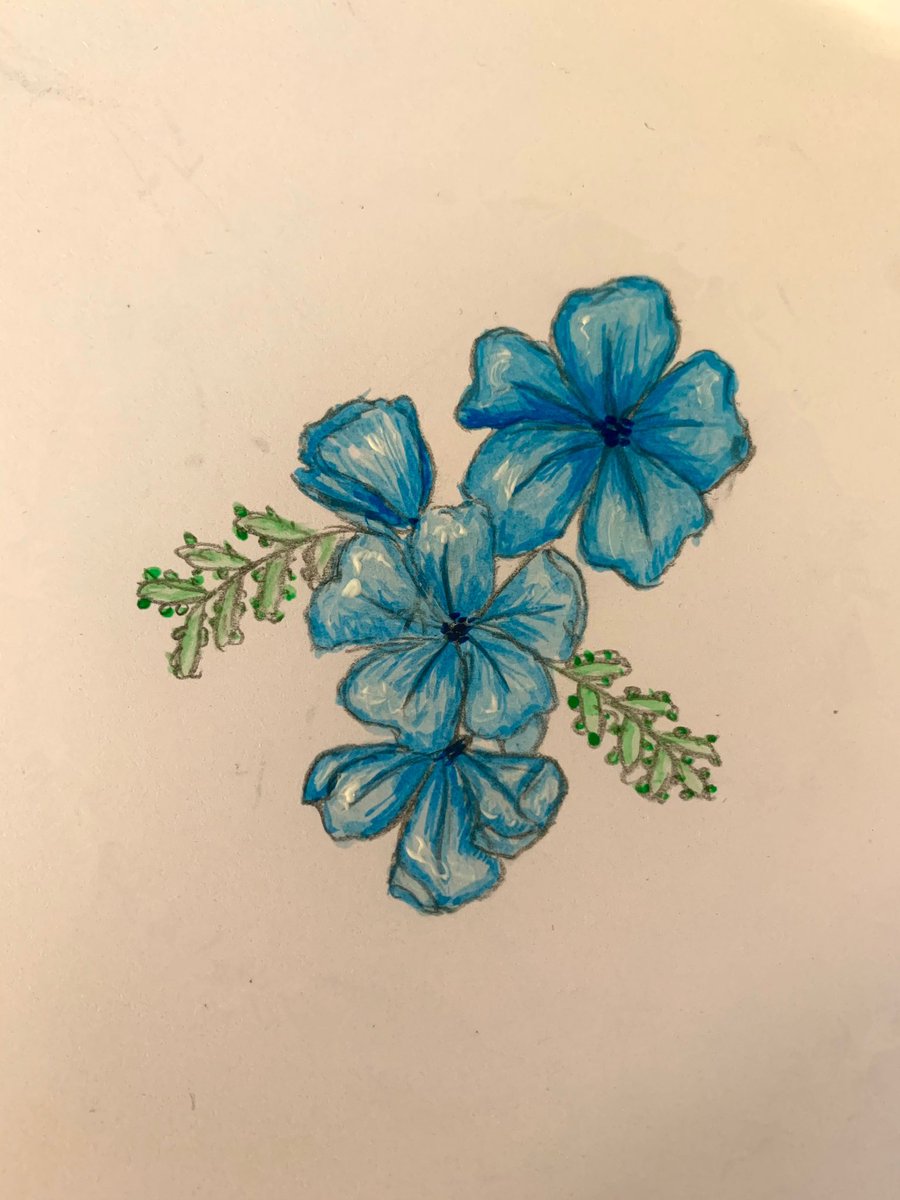 Blue plumbago also know as the sky flower can grow 6-10 ft commonly found in the Philippines 🌿 #ClimateAction #forest #Philippines #Sustainability