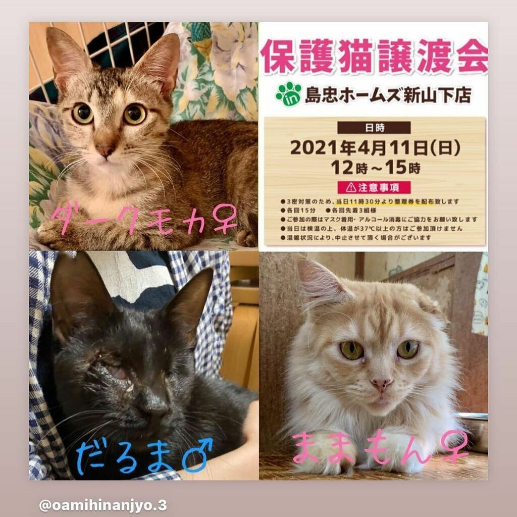 #anima #pet #catstagram #catoftheday #animal #animals #otaru  #japan #Japanese #saitama #hokkaido #chiba #kanagawa #tokyo
