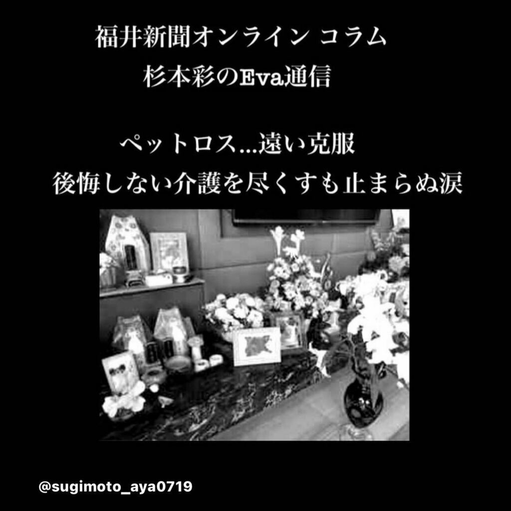 #anima #pet #catstagram #catoftheday #animal #animals #otaru  #japan #Japanese #saitama #hokkaido #chiba #kanagawa #tokyo