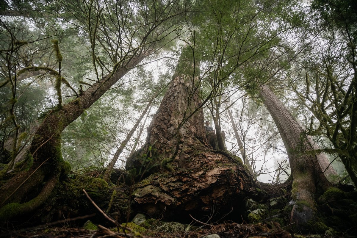 MikeHudema's tweet photo. There are only a few places on earth where thousand year old trees still stand. The west coast of Canada is one of them but they are being logged. 

Does the @NDP support the logging these iconic ecosystems? 

Stand with #FairyCreek. #cdnpoli #bcpoli #ndpconvention2021 https://t.co/S37BsKV3yV