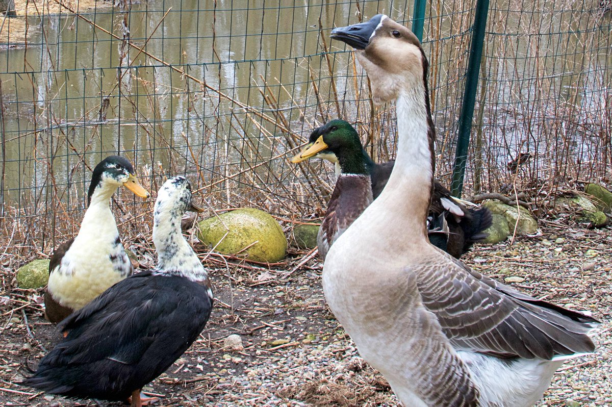BobTarte's tweet photo. We lost our sweet goose Tillie today. We'd had her for 18 or 19 years. She was the last of our geese, and this is the first day we've been without a goose since 1996. https://t.co/4bIUlGoavQ