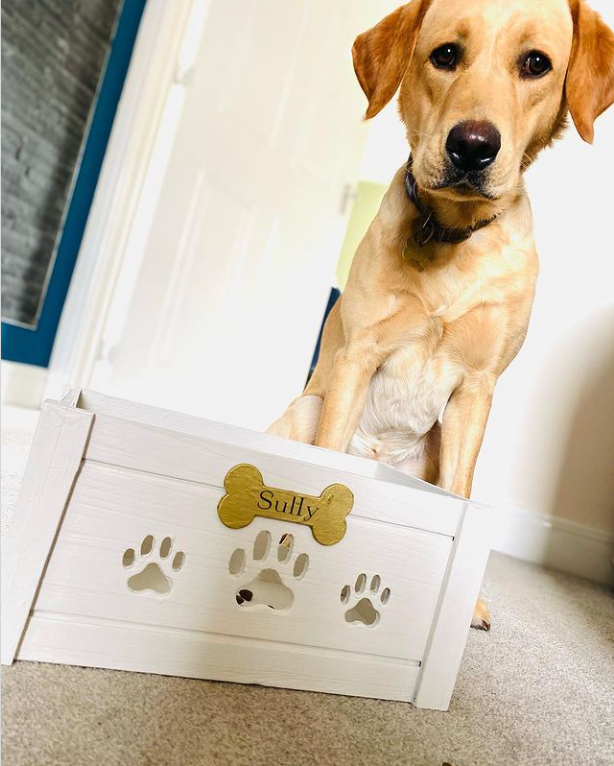Mijopets's tweet photo. Our very own Sully 😍 posing with his new personalised box! #dog #DogsofTwittter #labrador #personalisedgifts #personalised #pet #pets #love
https://t.co/YYq7XuUpEP https://t.co/nrMZRWGD3s