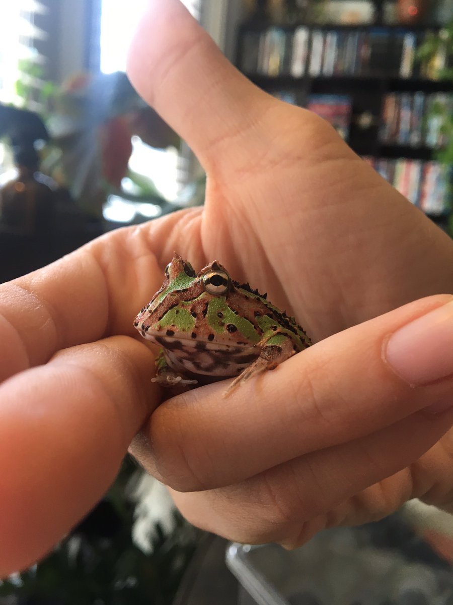WeRateFrogs's tweet photo. And two days ago Totomo joined!! He is Extra Baby right now but he will grow up into a big friend💚 he wants to be like Fuzzgig when he grows up!! https://t.co/7xeSZMpD7w