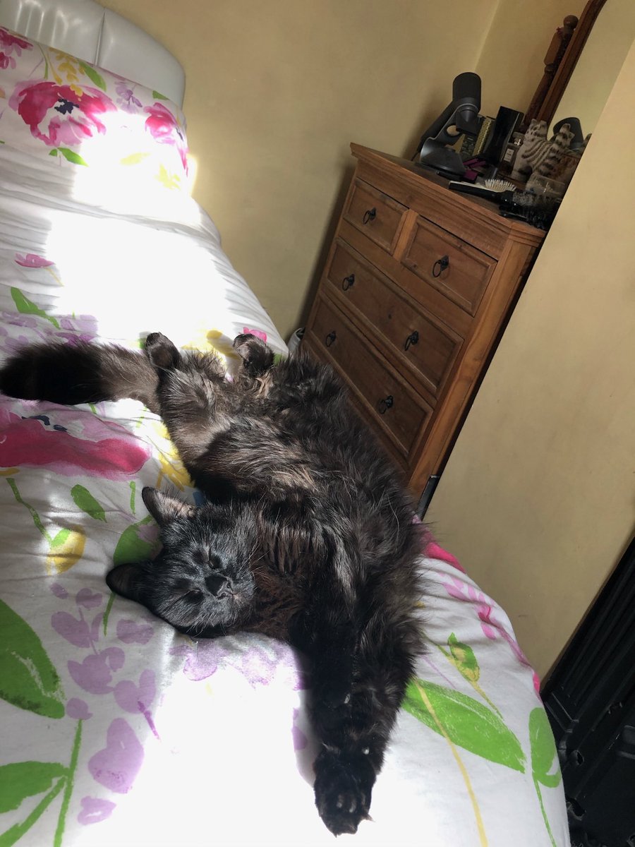 Jaxcross69's tweet image. I had a smashing snooze today in a lovely sun puddle on mummy’s bed! 🐈‍⬛💤💤☀️#CatsofTwitter #Blackcats #SunPuddle