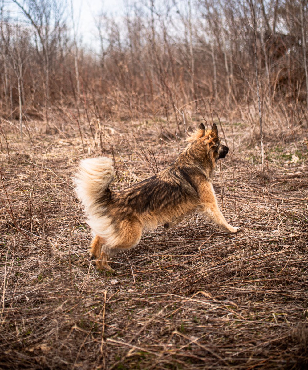 fotogosaurus's tweet photo. bark in the distance https://t.co/0tEeOV0MFu #VT #Vermont #NewEngland #dogs #DogsOfTwitter #Shepard #ShepardMix #field #Farm #Rural #answer #hear #InTheDistance #ready #respond #jump #react https://t.co/R4z4GZAXM3