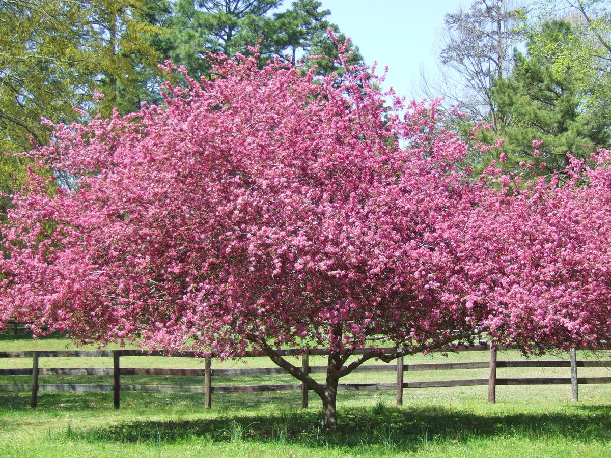 Crabapple Tree🌸
Photo By: Joseph Hill🙂📸🌸

#CrabappleTree🌸 #tree #beautiful #colorful #peaceful #afternoon #sunnyday #daytime #SpringTime #spring #springvibes #weymouth #NaturePhotography #SouthernPinesNC #April