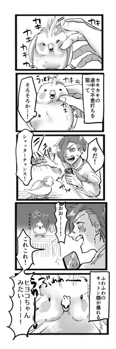 #オカメインコ#漫画が読めるハッシュタグ 