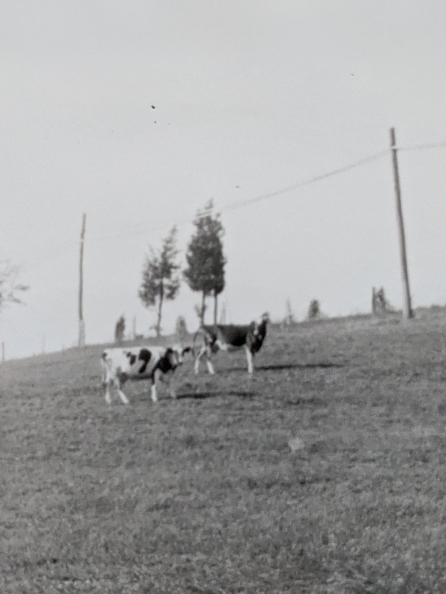 So the people weren't labeled but some of the cows were. There names were Pettie, Flossie, Julia, Girlie, Lady, Peggie