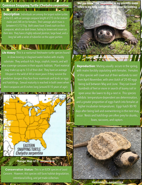 NEPARC's tweet photo. #SnapperSaturday!
Meg made this poster of her favorite species in @amphibianfound's Master Herpetologist program (high-quality PDF below). If you’d like to take the course, click the second link!
Poster PDF: https://t.co/wXeFj5rDiT
Master Herper Info: https://t.co/dsr6Br6fje https://t.co/to5nEnajnf