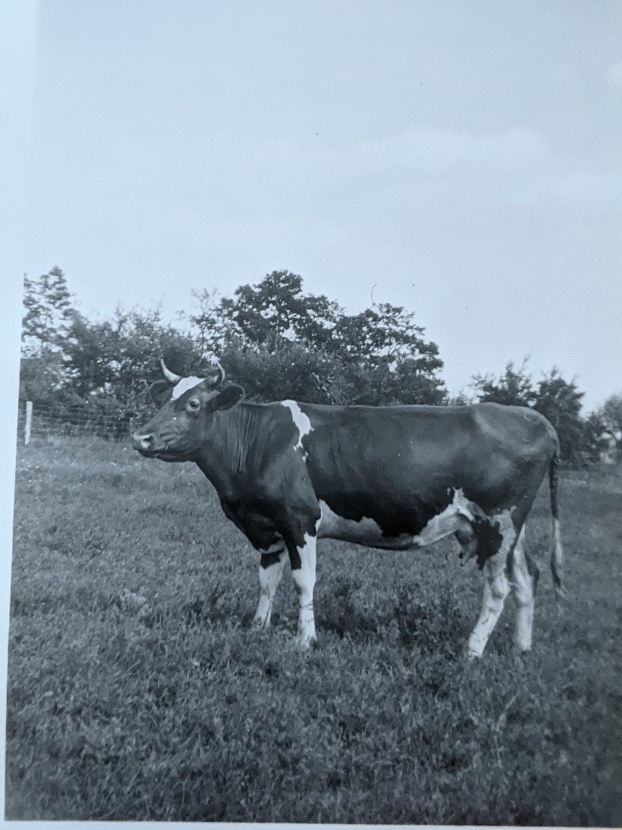 More cow pictures. Pettie, Pearlie, Jane, and Julia. These pictures are all from the late 1930s and early 40s