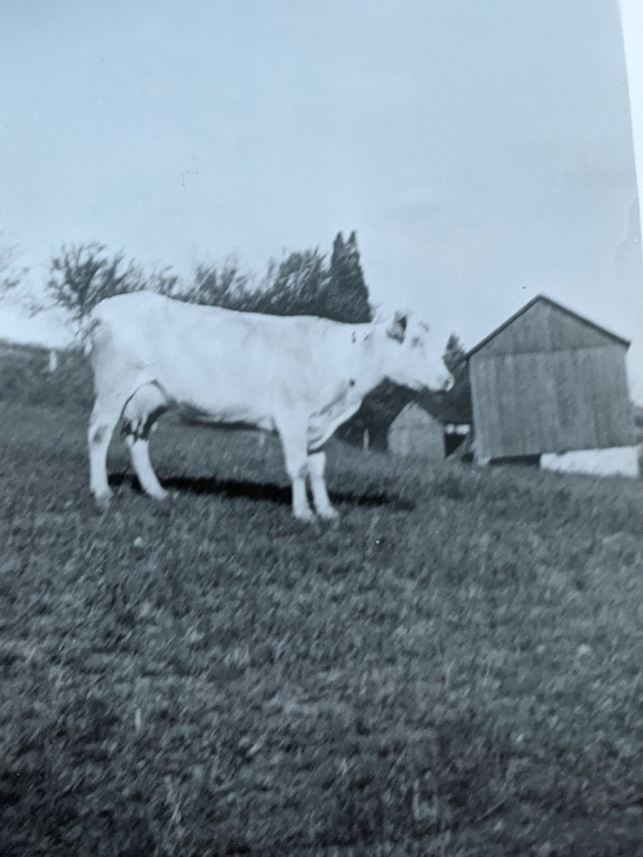 More cow pictures. Pettie, Pearlie, Jane, and Julia. These pictures are all from the late 1930s and early 40s