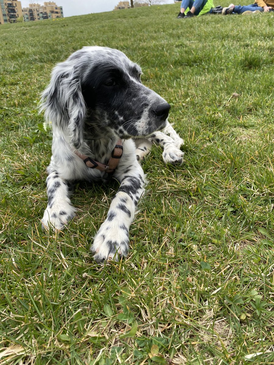 ingiroconnicco's tweet photo. Lo dico a lei e rido da sola come una scema #haicagato #lolchirideefuori #PrimeVideo #kora #setteringlese #puppydog https://t.co/bm7Idu83pF