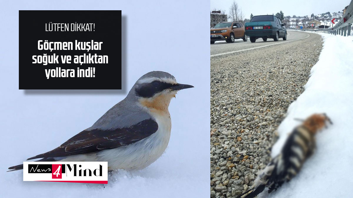 LÜTFEN DİKKAT!
Sosyal medyada <a href="/birddetectiveTR/">Emin Yoğurtcuoğlu</a> olarak tanınan Emin Yoğurtçuoğlu, Ereğli Karaman yolundan yürekleri parçalayan görüntüler paylaştı. Göçmen kuşlar, yağan yoğun kar nedeniyle yollara iniyorlar, ya donarak ya da hızla ilerleyen araçların altında kalarak ölüyorlar.