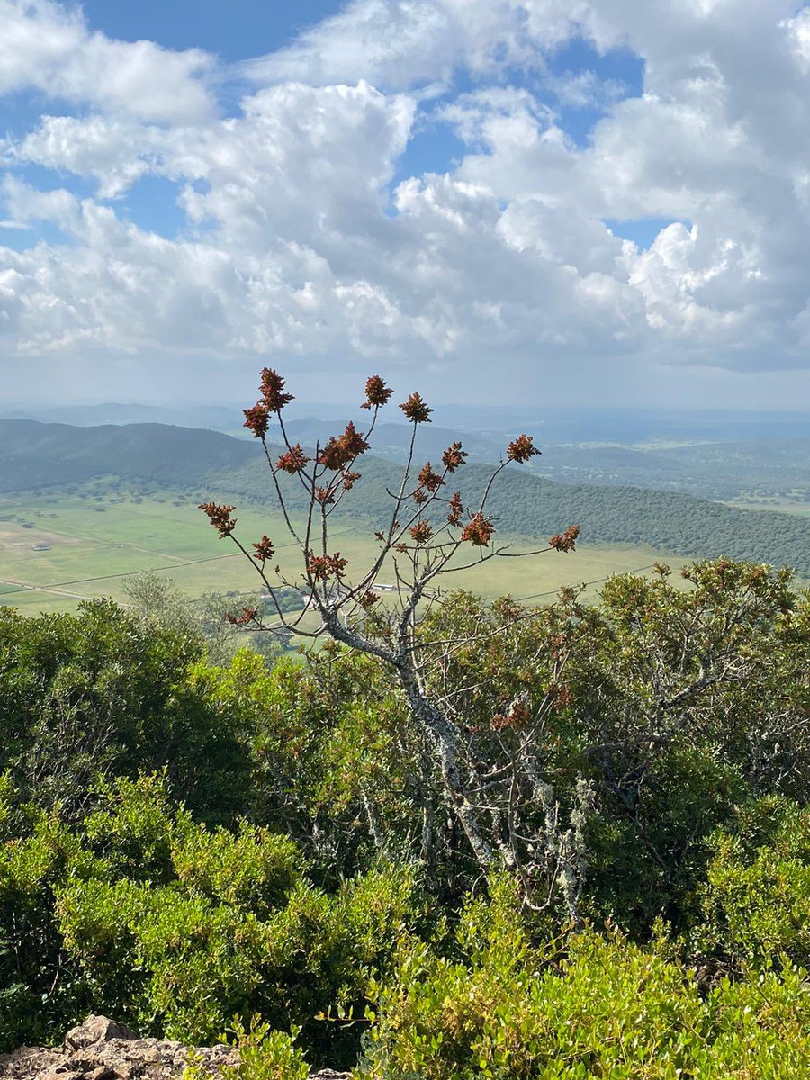 El espectáculo de la #rosadealejandría en la #SierradeAlor #Extremadura #paraisonatural #turismo #rutasconencanto #rutas #comarcadeolivenza