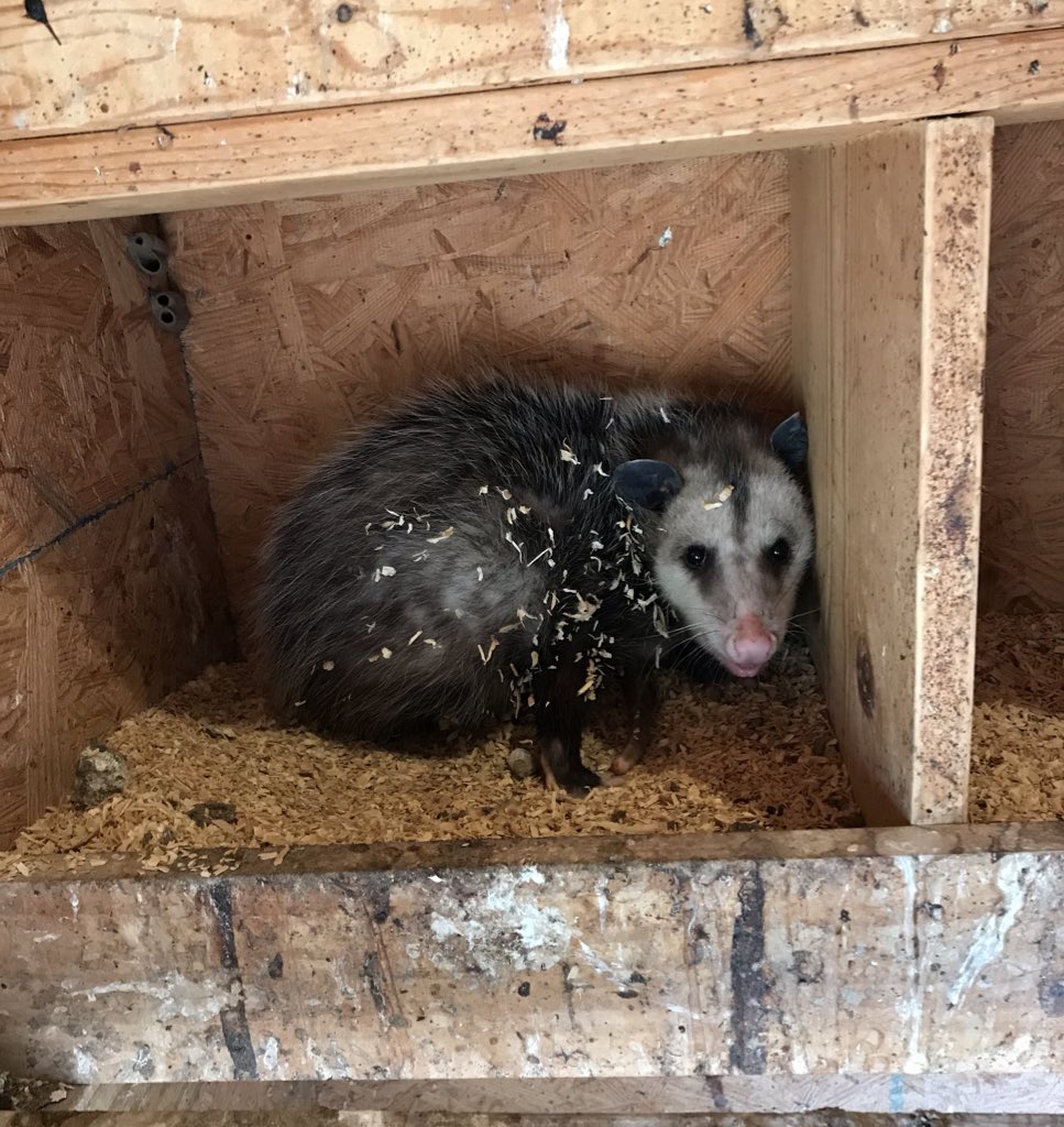 jtollefson's tweet photo. In the middle of chores this morning, I caught a flash of movement out of the corner of my eye and turned to find this watching me. It apparently spent the night in the henhouse. #notachicken #uninvitedguest https://t.co/4Om4PkcJyV
