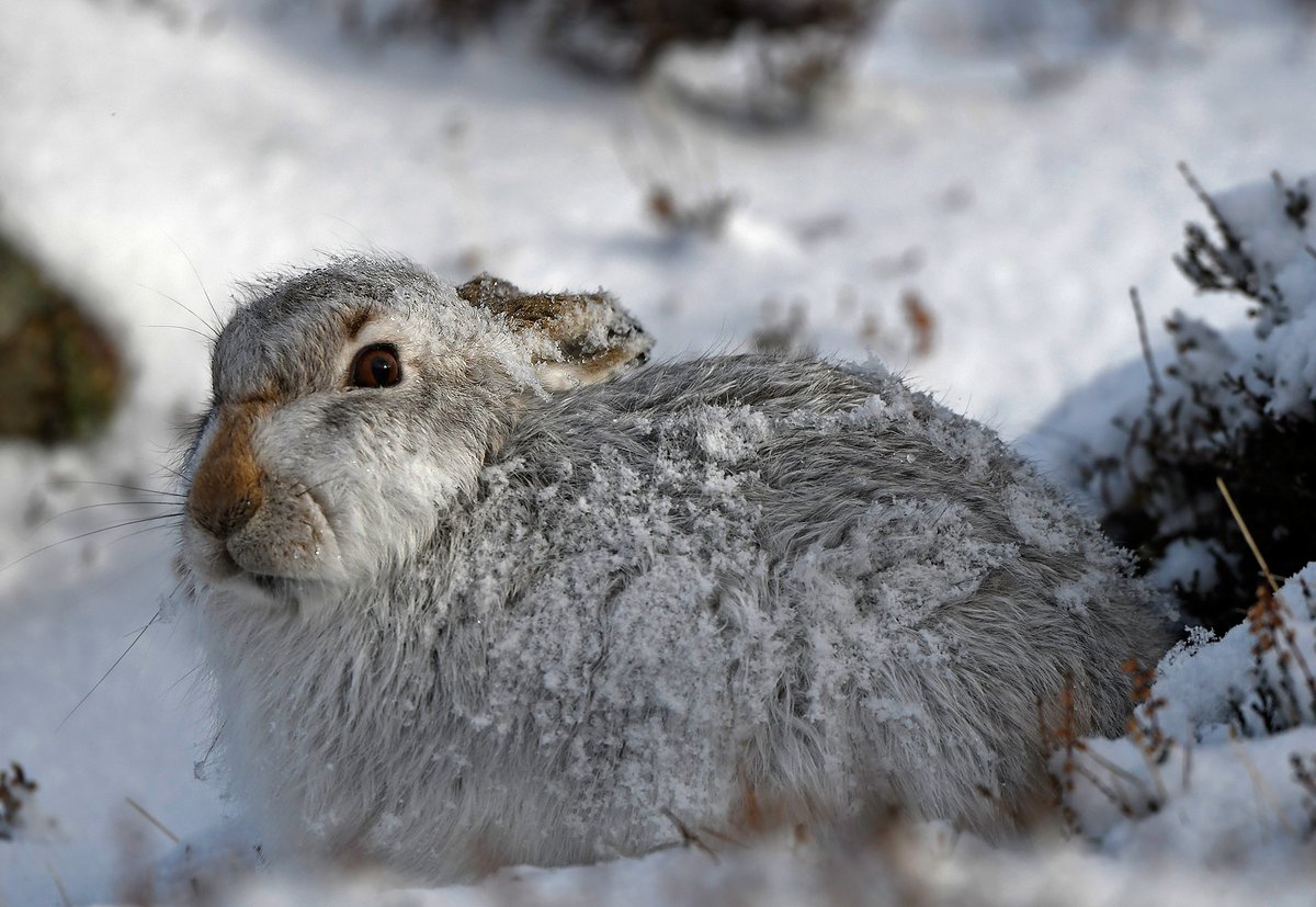 MoorlandMonitor's tweet photo. 🐇@PeakDistrict Mountain Hares are in critical decline. Yet gamekeepers continue to set snares even in hares' most precious high moor territory. Killing adult females at this time means dependent young, who suckle for 4 weeks, will starve - thus decimating the next generation. https://t.co/20GcPe0ABq