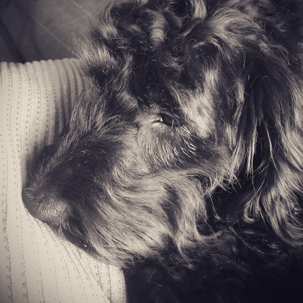 BrambleTherapyDog tweet media