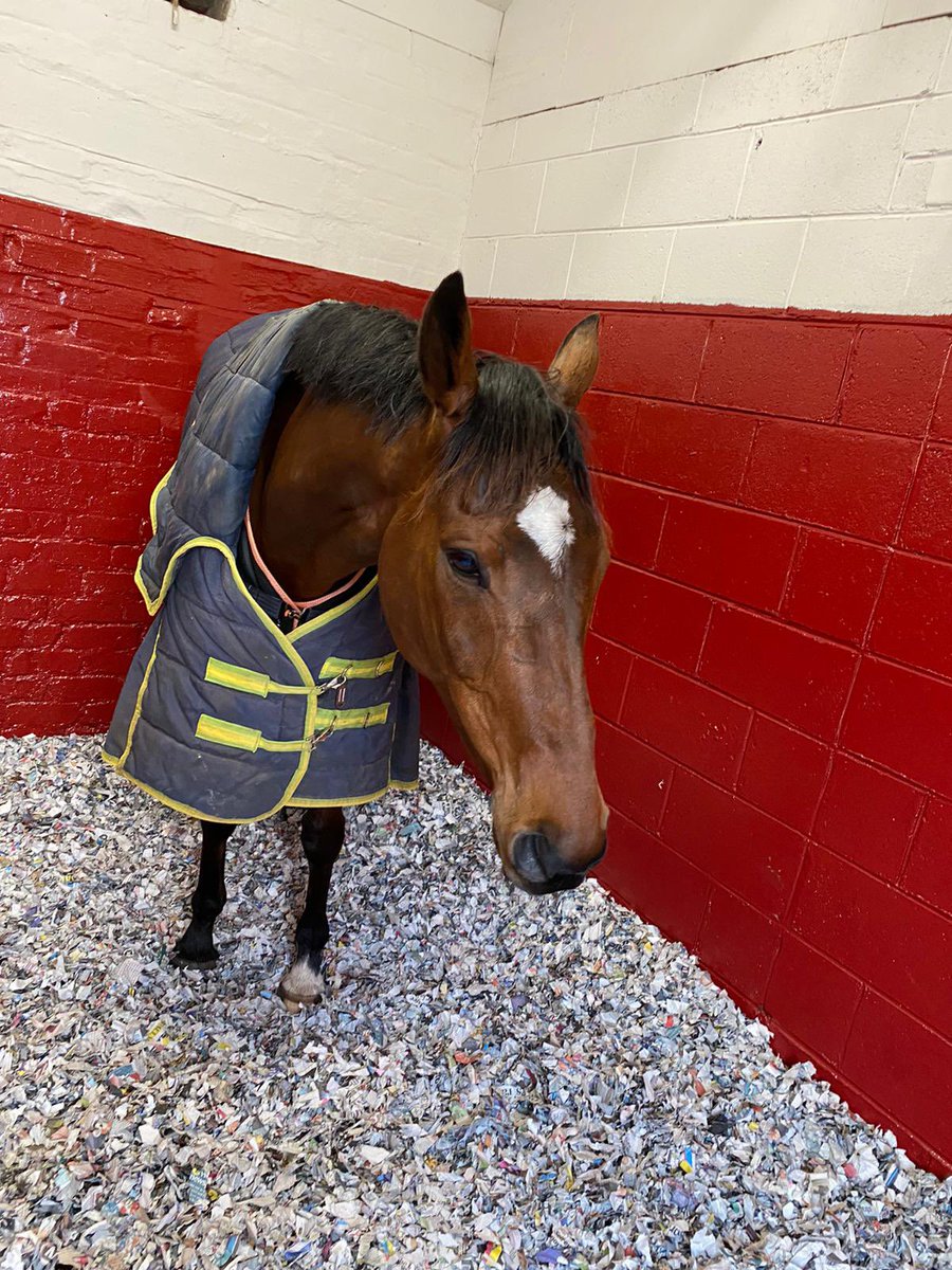 oneill_racing's tweet image. Sadly not our day today but happy to report that Cloth Cap is all fine. He’s been an absolute superstar for us this season.
Huge congratulations to JP and Noreen and @HenrydeBromhead and @rachaelblackmor on their win 👍🏻