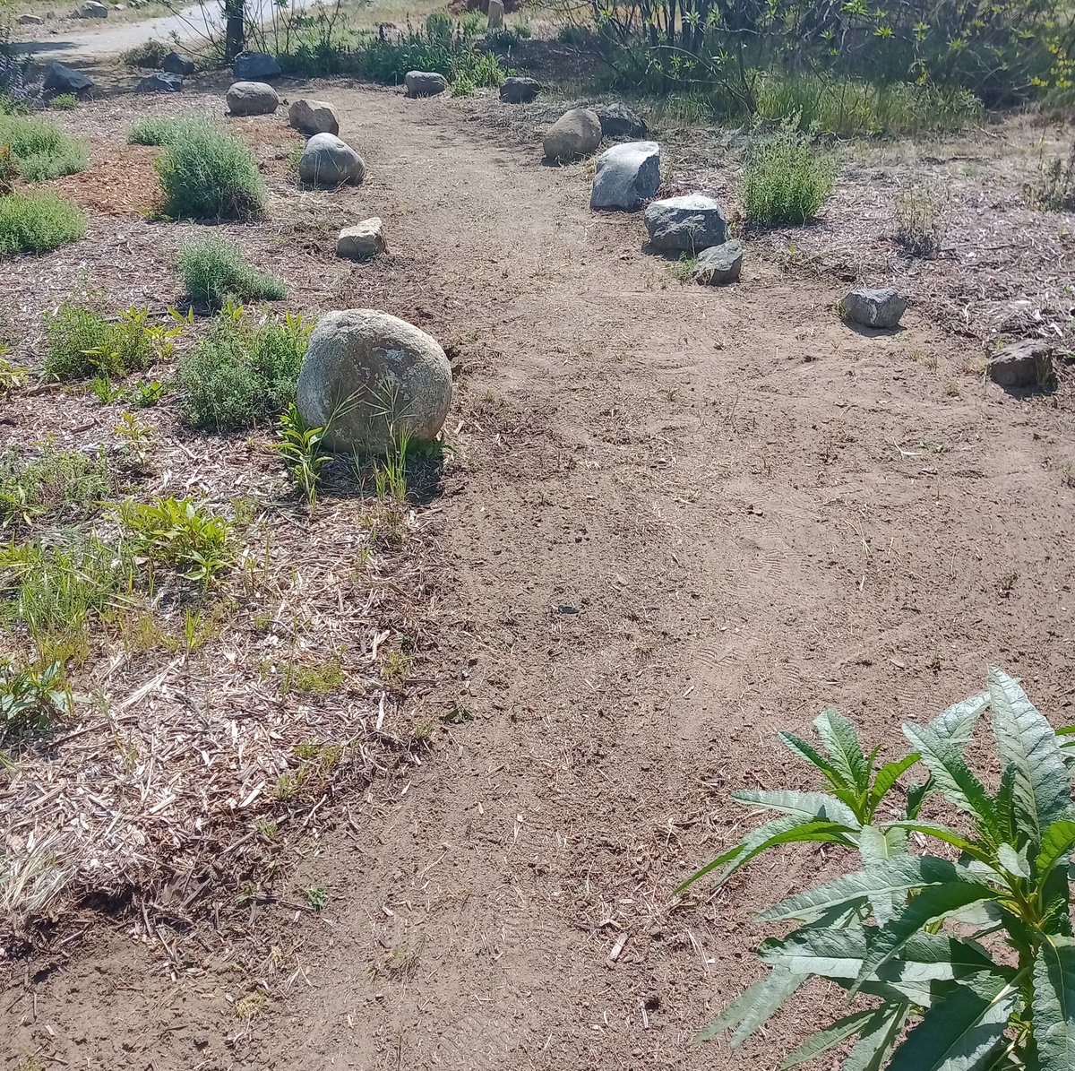 Worked in the Burton Children Garden this morning.  #BSD #GardenersWorld #cityofporterville #spring #outdoor