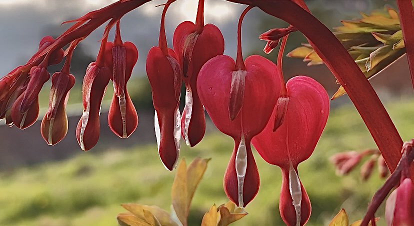 The “Bleeding Heart” flower is said to have a poisonous drop. Tonight it hangs.