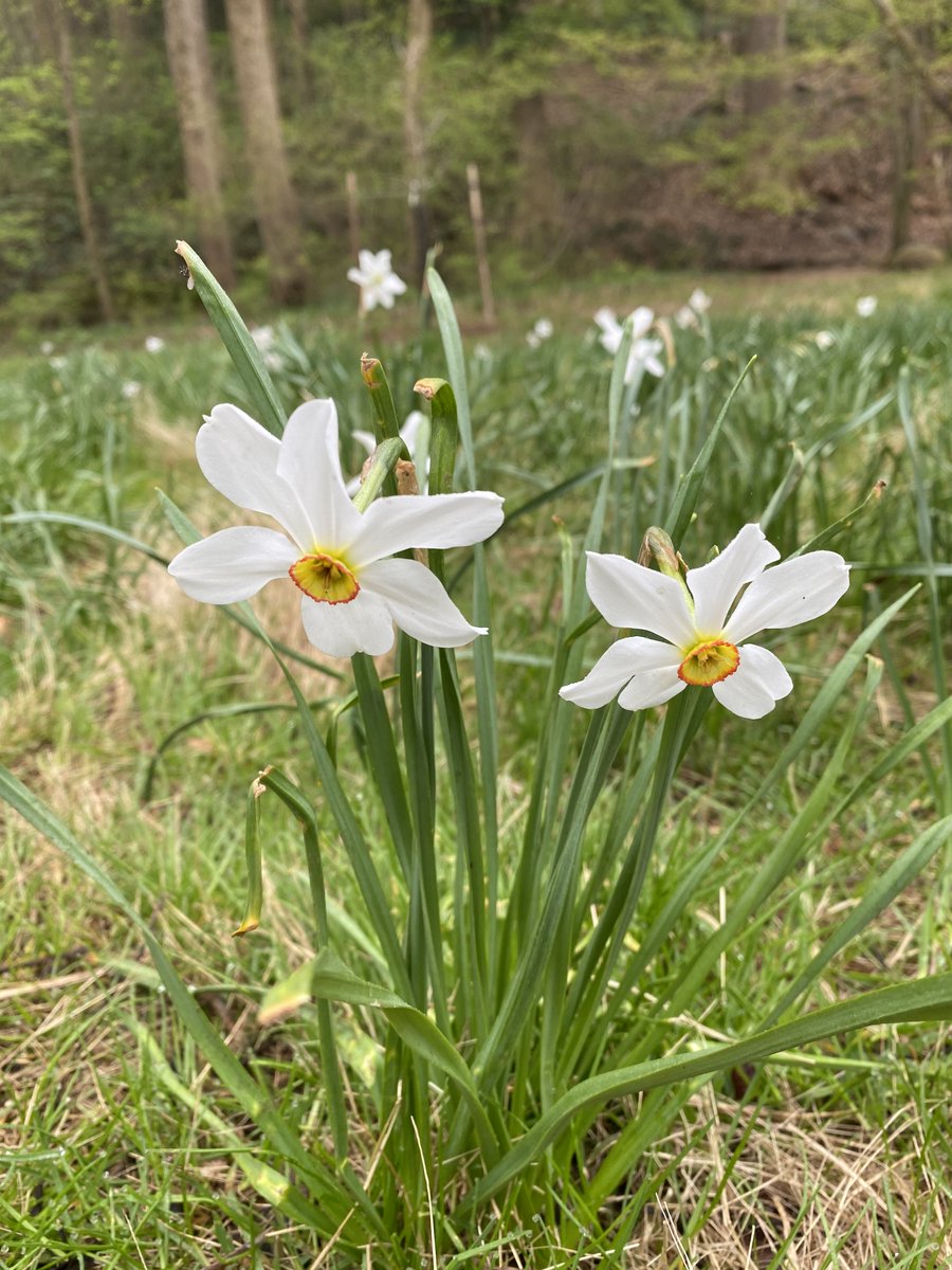 DOaksPark's tweet photo. Huge thanks to Georgetown Explorers Club & public volunteers who came out to participate in the #ExtremeCleanUp event at Dumbarton Oaks Park. Volunteers removed trash from the slope behind the Safeway in the upper stream valley and uncovered spring blossoms. https://t.co/MkXEnsryTA