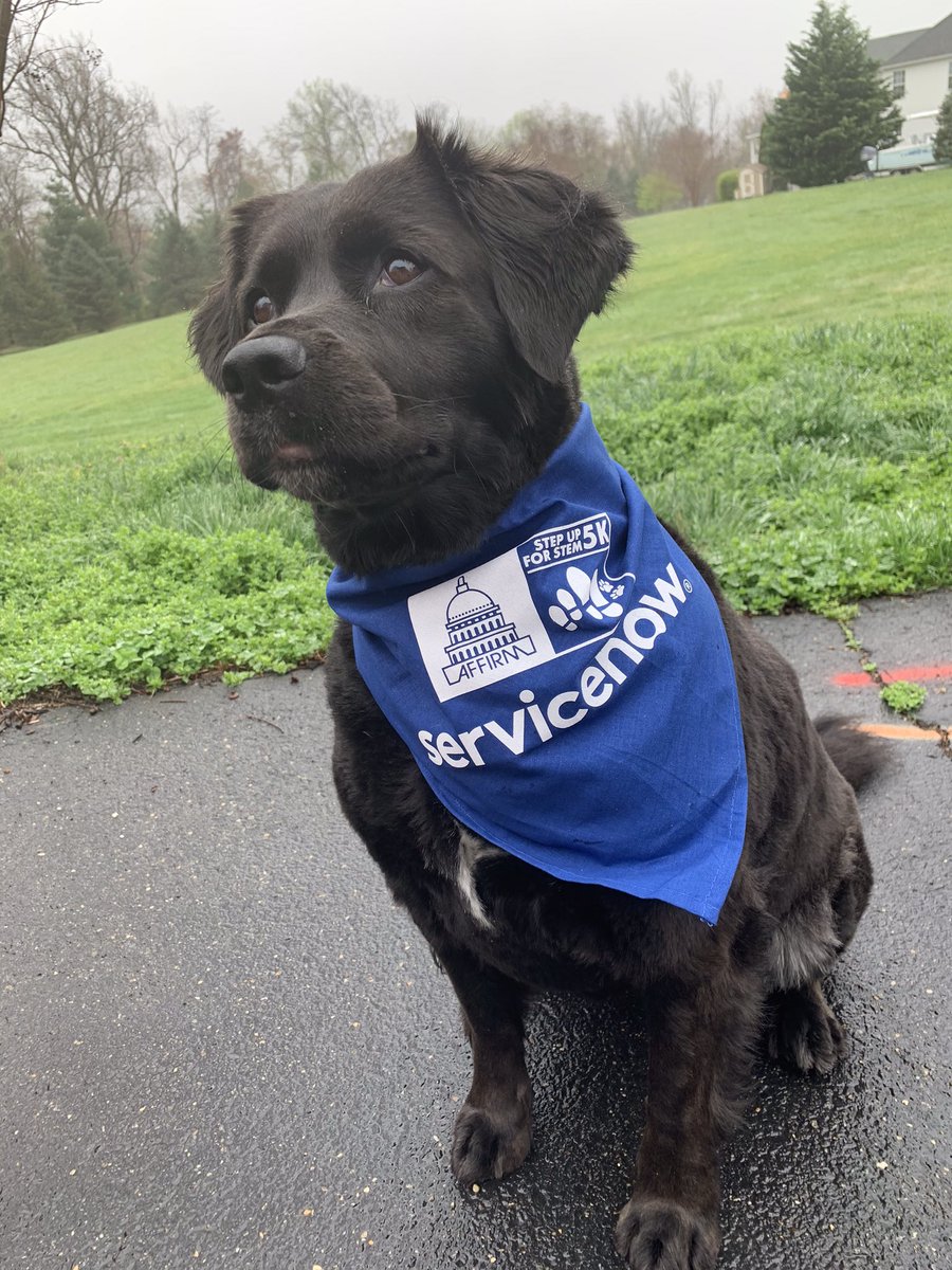 FedBizIT's tweet photo. Our CEO Nina Tiaga just finished the @AFFIRMtweets Step Up For STEM 5K to support scholarships and grants, which forge a path to government STEM careers. She and her dogs, Casey and Harley, had a blast! 🏃‍♀️🐶👩‍🔬💻#STEPUPFORSTEM https://t.co/sY3eMz27TE