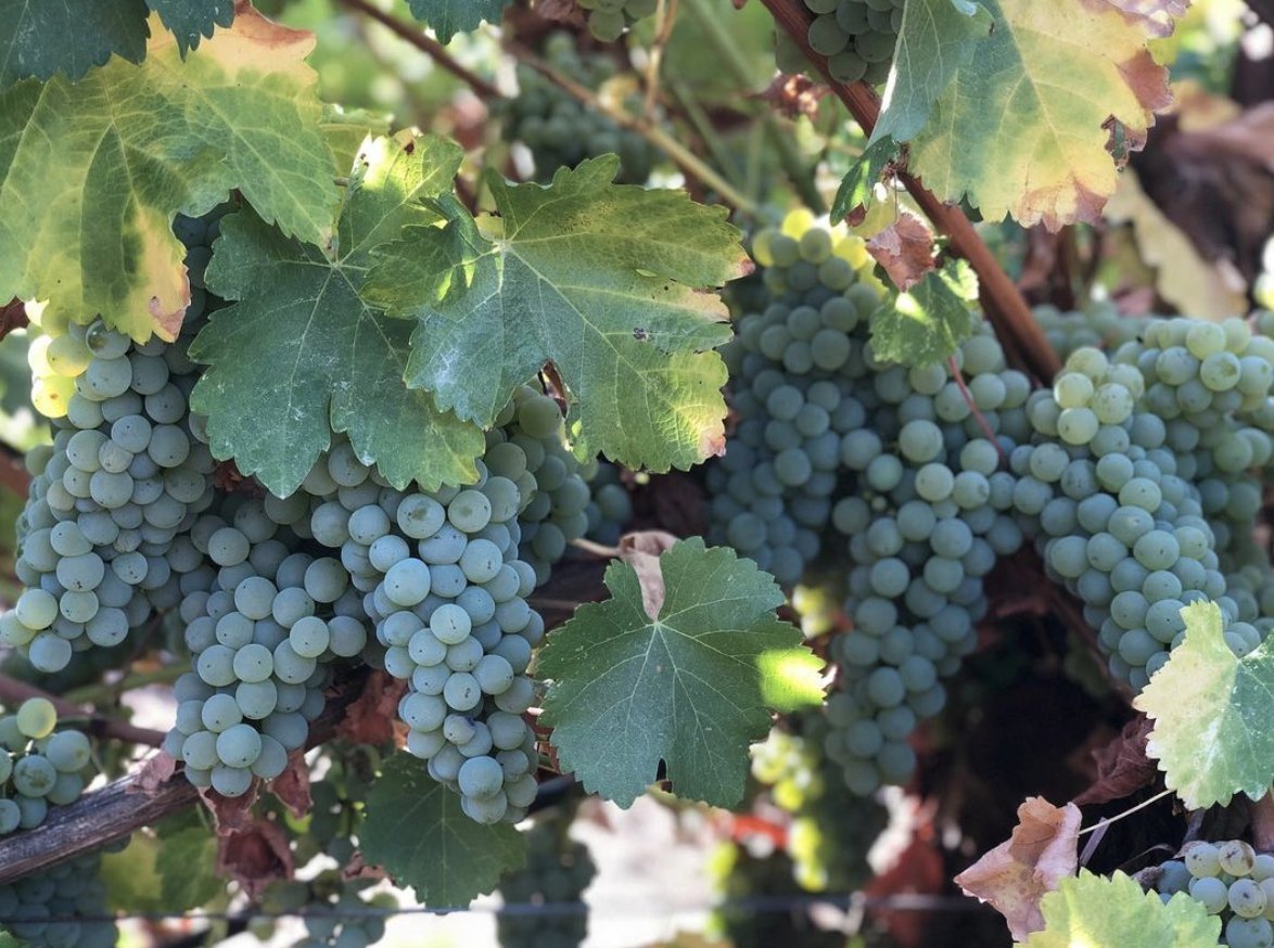 Since the 1940s the acreage of #CaliforniaChardonnay has grown a hundredfold  from 100 acres to 100,000 acres today!

#Californiawine #Sonoma #vineyards #wine #winetime
