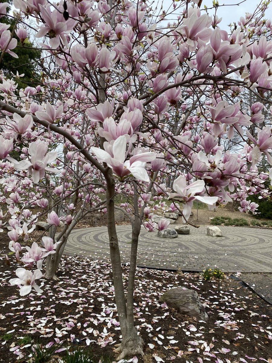 PhdPooh's tweet image. We have a relatively short spring, but it's New England beautiful.