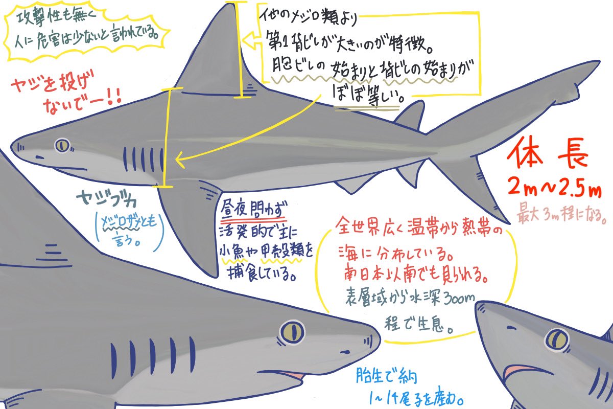 めかぶのサメ紹介ツイート Twitter