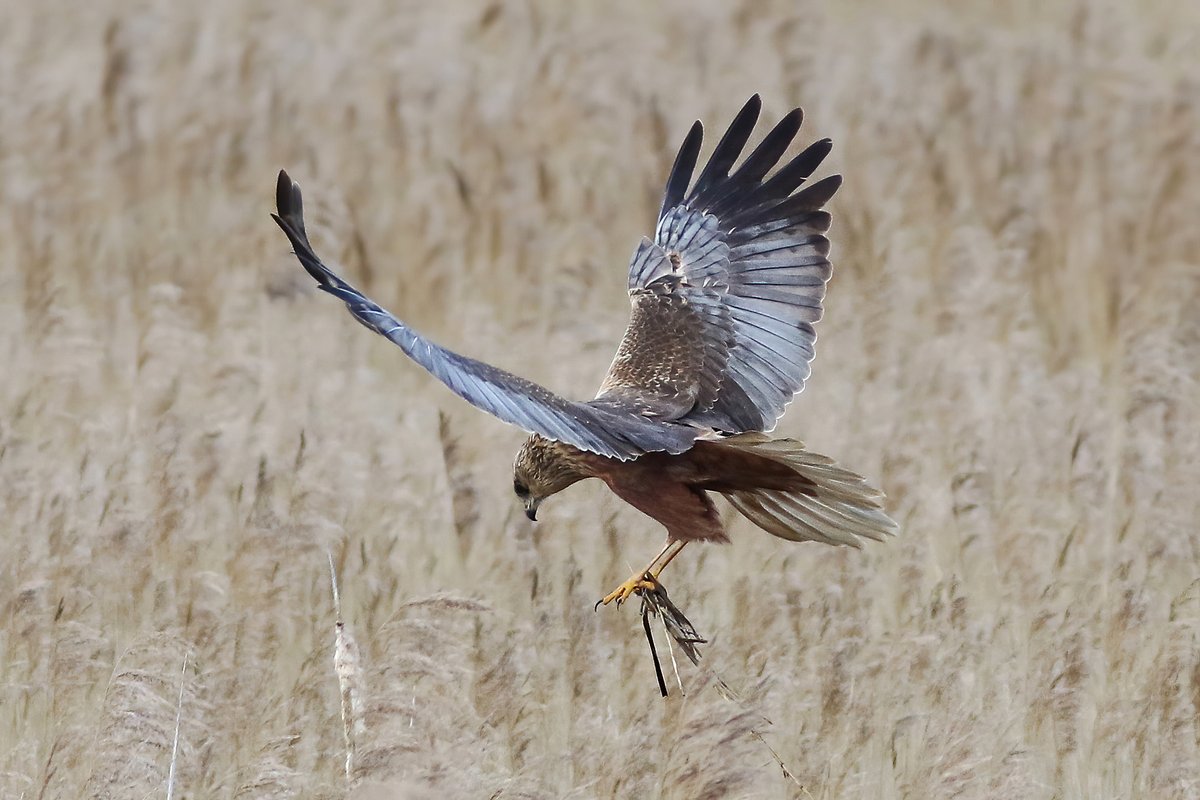 Hoping to see some Marsh Harriers tomorrow.
