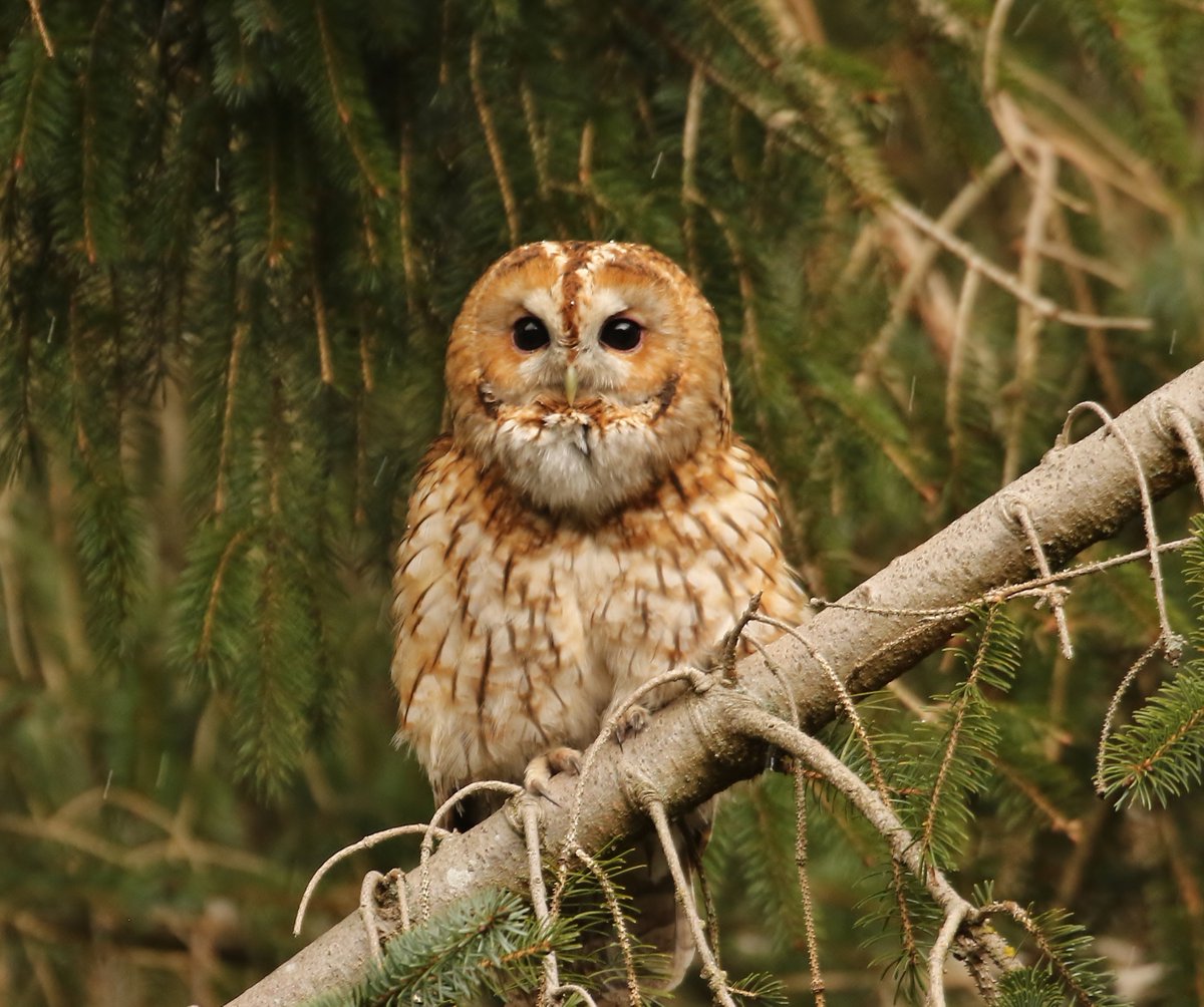 Tawny owl up on the moors today out in daylight @NatureUK