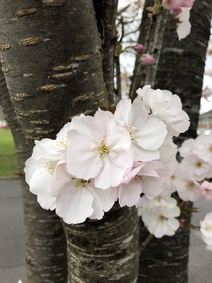 Dr2NisreenAlwan's tweet image. It’s freezing but it’s so pretty.