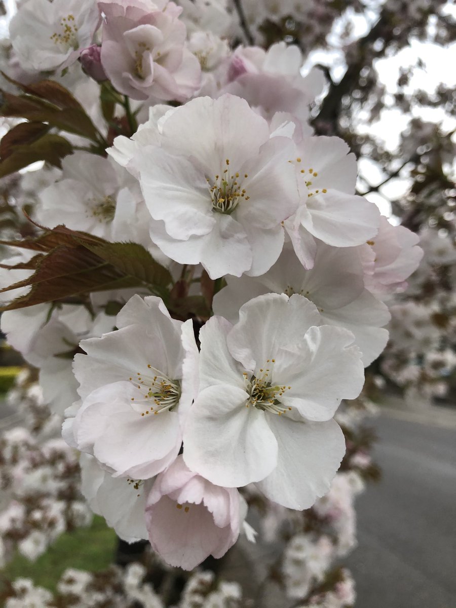 Dr2NisreenAlwan's tweet image. It’s freezing but it’s so pretty.