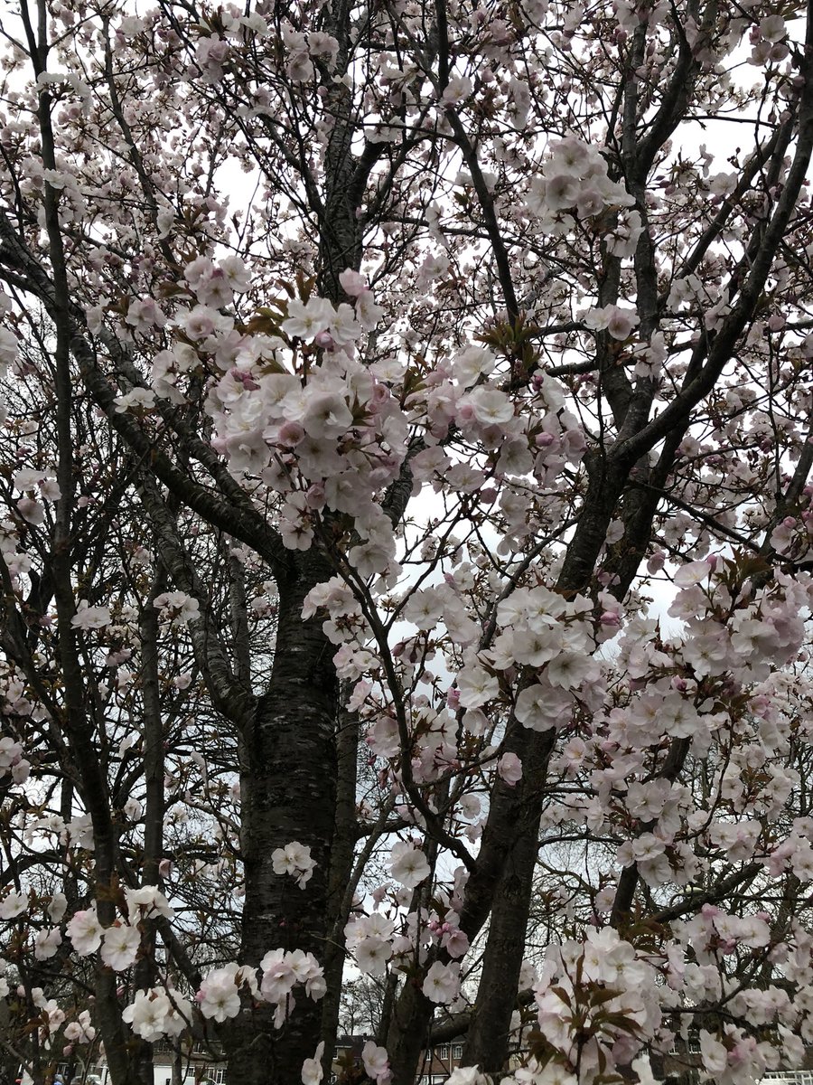 Dr2NisreenAlwan's tweet image. It’s freezing but it’s so pretty.