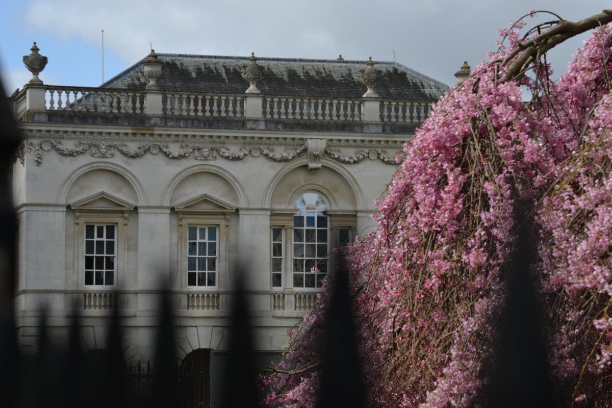 CamTrees's tweet photo. Stunning #Blossom at Great St. Mary's, with view onto The Old Schools #Cambridge #trees #BlossomWatch https://t.co/RtIu0cv5d2