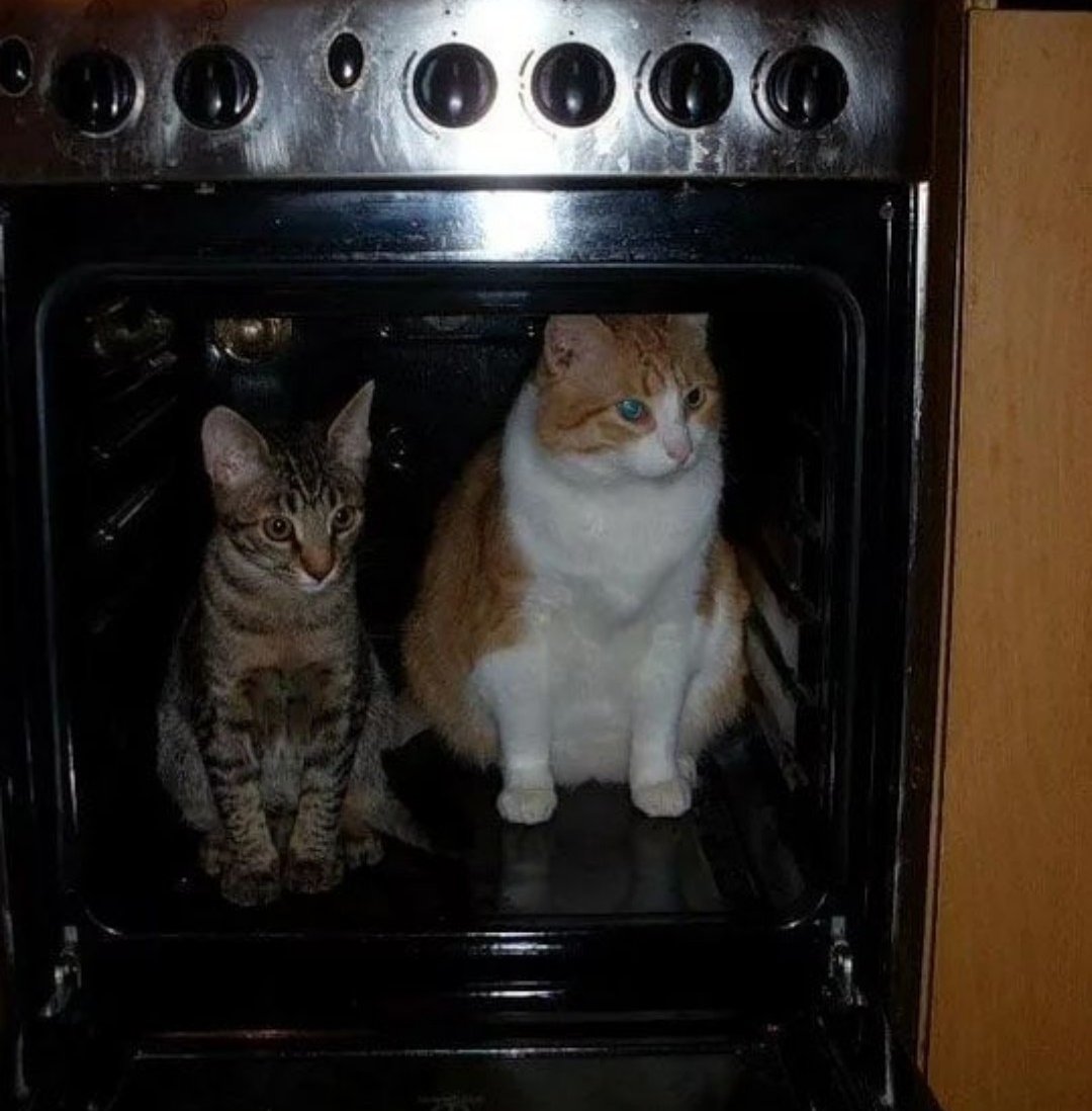 3 кота готовим. Кот в духовке. Духовка смешная. Кот на плите. Духовка прикол.