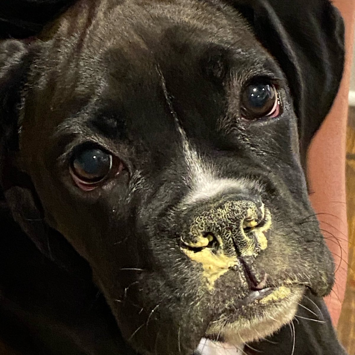 LunaTheBoxer4's tweet photo. Man, this pollen really loves my nose 😷🐾💕 https://t.co/aAZUQtCUJ7