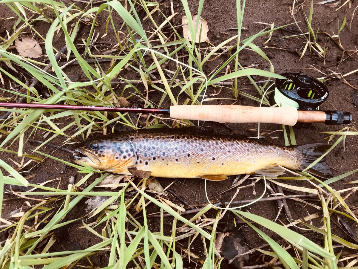 adrianward_'s tweet photo. a few hours on the river Barrow, a cold north wind, a hail shower and my best trout so far this season😀😃😄 https://t.co/vi7E1RoTMv