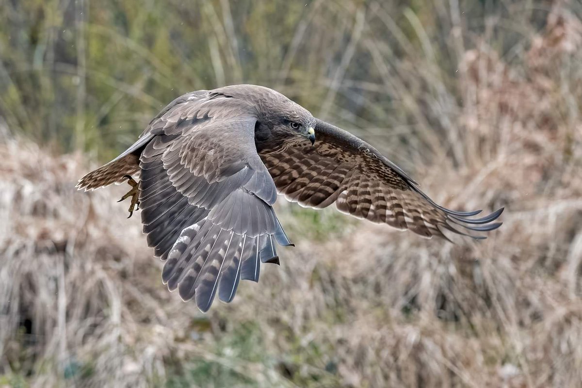 Alvast één foto terug kunnen zetten en naar jpg om gezet. Morgen de rest maar, ben allang blij dat alle 200 foto's terug zijn, 48 zijn door mij goed genoeg bevonden 😊
Waaronder deze Buizerd.
#buizerd
#CommonBuzzard
#Buteobuteo 
#Sperwerachtigen 
#Accipitridae