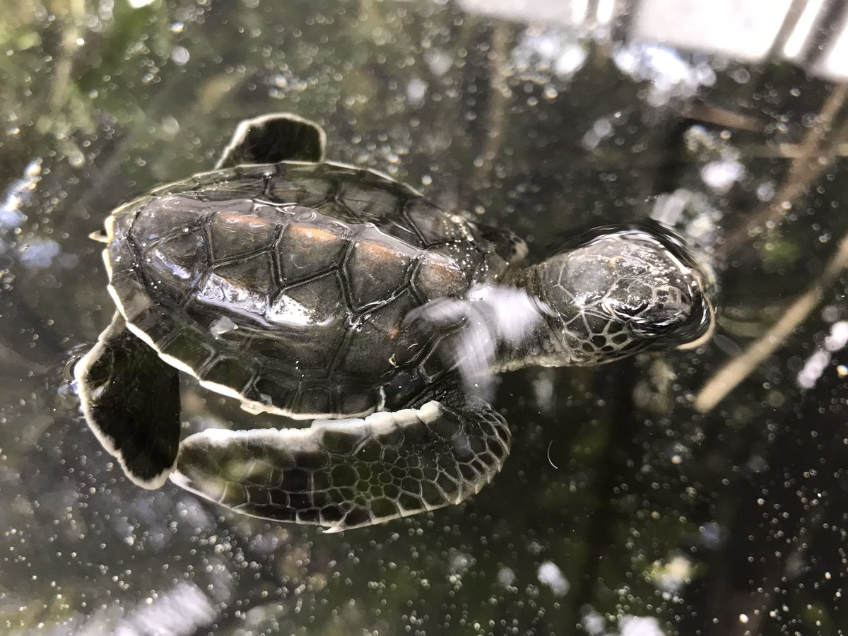 Happy #seaturtleawarenessday !