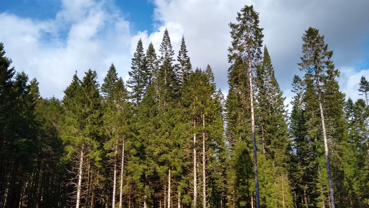 forest_dynamics's tweet photo. 1st rotation grand fir and Norway spruce at Fearnoch forest near Oban. https://t.co/gPYtLBENG5