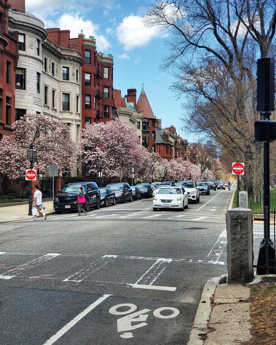 BostonAttitude's tweet image. Bloom, Boston.  Bloom.