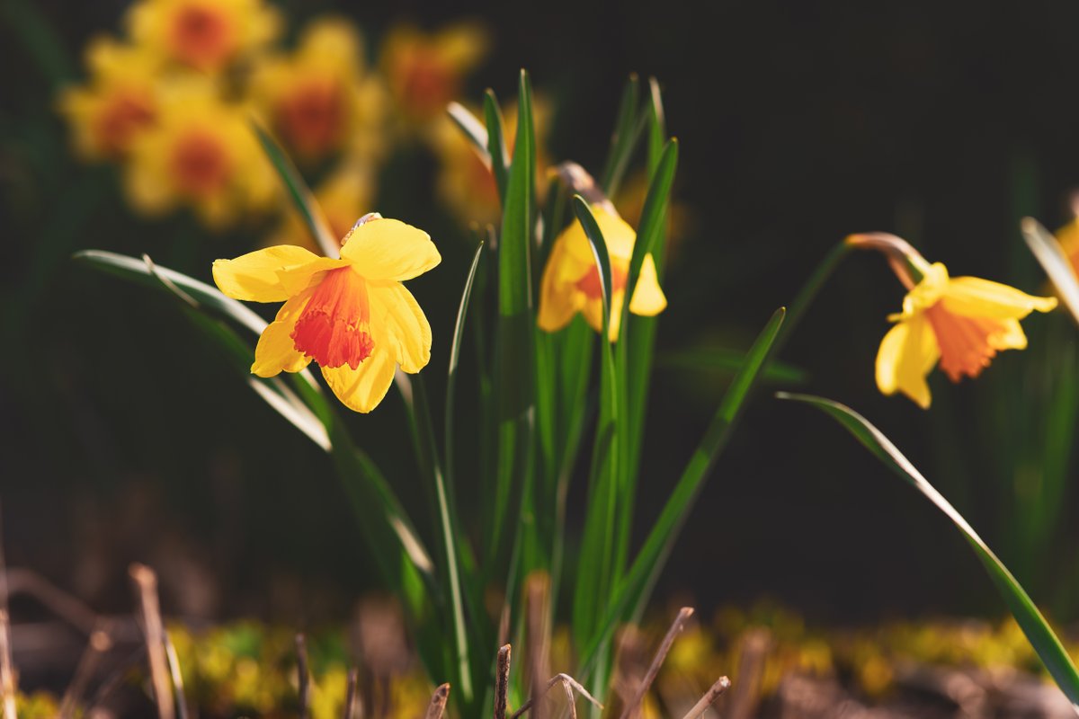 In Toronto, like many other cities, spring officially starts, not necessarily on March 21st, but when #daffodils bloom all over. Other flowers, such as tulips and cherry blossoms, will soon follow.

#TorontoCityscape #TorontoFlowers #shotonNikon #NikonZ7

instagram.com/p/CNfwz2-hRjh/